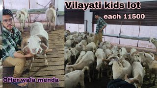 Pure Quality Full Gulabi Vilayati Sheep Available [upl. by Ymaj99]