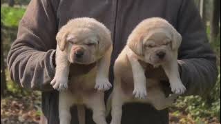 Heavy Bone Labrador Puppies rottwiler petownerdogspuppy rottweller dogowner petscutecutedog [upl. by Llemor]