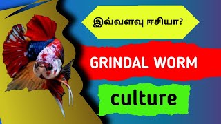 How to culture Grindal worms [upl. by Rik]