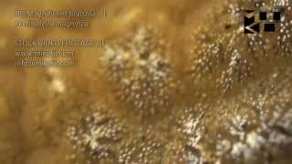 Magnificent bryozoan Pectinatella magnifica HD Stock Video Footage 1 [upl. by Nevsa]