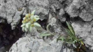 Stelutis Alpinis  Coro Martinella [upl. by Ariet761]