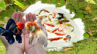 Unbelievable Catching Goldfish In Mini Lake In The desert  Found A Lot Of Beautiful Betta Fish Koi [upl. by Llirrehs898]