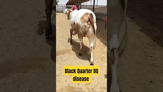 Black Quarter BQ disease  Clostridial Disease  BQ treatment animalshorts youtubeshorts cow [upl. by Aitan]