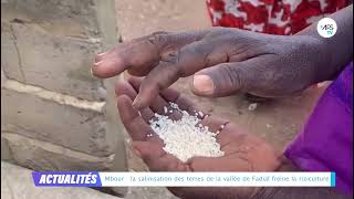 Mbour  la salinisation des terres de la vallée de Fadial freine la riziculture [upl. by Vail]