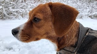 Honey The Cheagle  her first snow Chihuahua  Beagle  Cheagle [upl. by Oisangi]