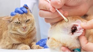 How To Clean Persian Cat Ears  Cat Ear Cleaning Solution  Cat ear mites removal  Ear Mites Cat [upl. by Alanah]