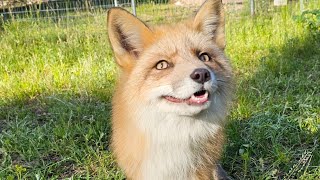 Red Fox touches dirt for the first time [upl. by Gniliem]