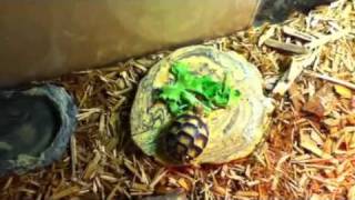 Marginated tortoise setup [upl. by Hernardo]