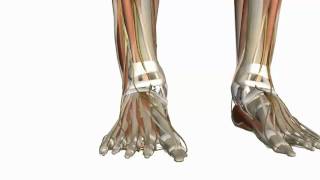 Muscles of the Foot Part 1  3D Anatomy Tutorial [upl. by Einon]