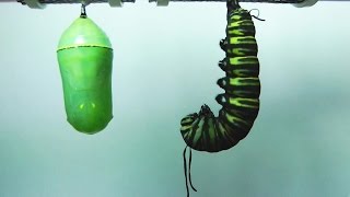 Monarch Butterfly Metamorphosis timelapse FYV [upl. by Kcirderf432]