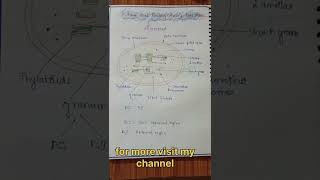 Photosynthesis in plants l easy handwrittenotes biologynotes neet ytshortsviral [upl. by Iblok415]