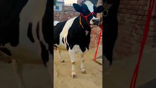 cow milkpower highmilkcow cattle dairy a2milkcow farming dairycows bull hfcowsforsel cow [upl. by Atirabrab273]