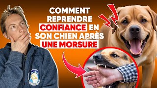 Comment Reprendre Confiance En Son Chien Après Une Morsure [upl. by Atteuqahc]