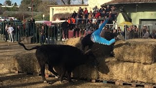 course au plan a Aigues Vives 29012017 manades Labourayre  Tommy Maire [upl. by Oivlis]