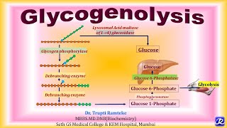 13 Glycogenolysis  Carbohydrate Metabolism  Biochemistry NJOY Biochemistry [upl. by Eresed]