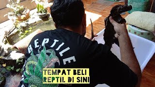 Beli Reptil Murah Disini Tempatnya  Reptile Casual [upl. by Larrisa]