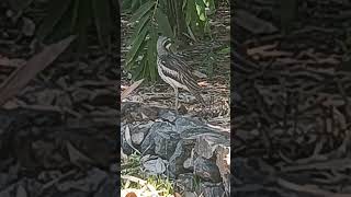 Bush Stone Curlew [upl. by Lianna]