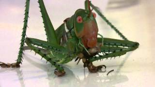 Giant Arid Land Katydid Neobarrettia spinosa Close Up [upl. by Chang]