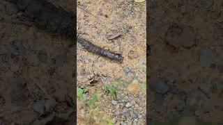 Hellgrammite  Dobsonfly  Corydalus cornutus [upl. by Yenahc]