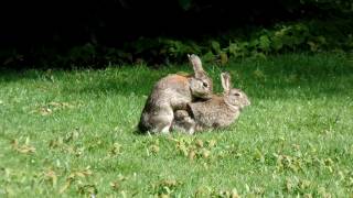 MATING RABBITS [upl. by Kcod]