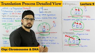 Translation  Protein Synthesis  Step wise  Lecture 9 [upl. by Ellek]