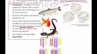 Polyploidy leads to speciation IB Biology [upl. by Roobbie]