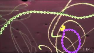 HIV life cycle How HIV infects a cell and replicates itself using reverse transcriptase [upl. by Downall873]