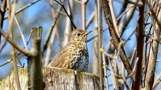 Song Thrush Turdus philomelos [upl. by Suoicserp689]