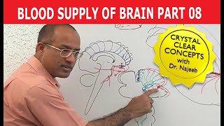 Blood Supply of Brain  Circle of Willis  Part 811 [upl. by Solotsopa140]