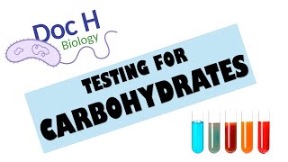 OCR ALevel Biology  Testing for carbohydrates 212 Biological Molecules [upl. by Aehtla]