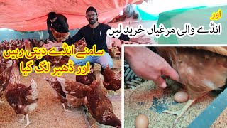 Aur Anday Wali Murghia Kharid Li Bought More Lohmann Brown Egg Laying Chickens [upl. by Ynnavoeg386]