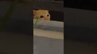 Adorable Cat Outside Gate [upl. by Barolet]