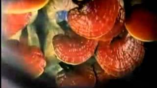 Ganoderma Lucidum En Espanol [upl. by Enelehs]