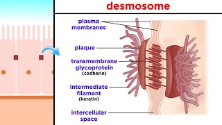 Types of Tissue Part 1 Epithelial Tissue [upl. by Odeen]