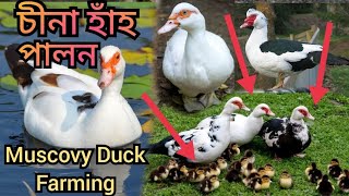 চীনা হাঁহ পালন । Muscovy Duck farming in Assam । Poultry farm in Assam [upl. by Conchita]