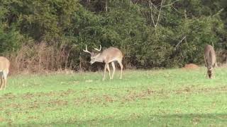 Deer with Chronic Wasting Disease [upl. by Cooperstein877]