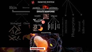 Phagocytosis Mechanism phagocytosis macrophages neutrophils immunesystem ig antigens antibody [upl. by Efinnej]