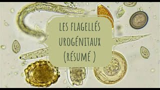 LA PARASITOLOGIE 🦐 EN RÉSUMÉ 4  les flagellés urogénitaux [upl. by Gytle]