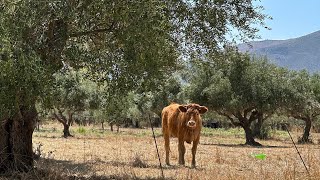 Amazing roadtrip in Mani Peninsula of Peloponnese [upl. by Riffle598]