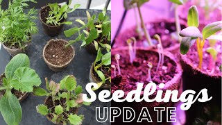 Transplant from AeroGarden to Soil  AeroGarden Transplant amp Seedlings Update [upl. by Namrej153]