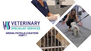 Medial Patella Luxation  Part 1 [upl. by Mandler801]