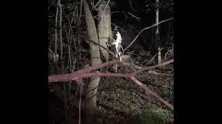 Coon Hunting with dogs 5 coons down [upl. by Jola71]