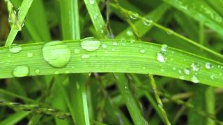 Klangschalen Musik mit Regen Sound [upl. by Novyert]