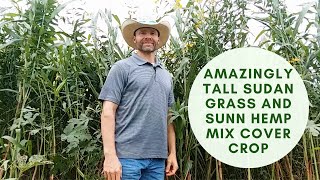 Amazingly Tall Sudan Grass amp Sunn Hemp Mix Cover Crop [upl. by Shea]