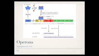 Bacterial Gene Regulation Operons [upl. by Felt]