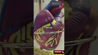 quotHow does your heart pump blood 3danimation ❤️ HumanAnatomy HeartHealth CirculatorySystemquot [upl. by Rozanne]