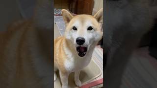 代表🍊のおやすみなさい💤 しばいぬ 柴犬 shiba 柴犬みかん [upl. by Aiela]