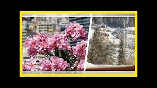 Oleander überwintern die besten Tipps fürs Winterquartier [upl. by Branen]