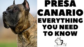 Presa Canario Dog Breed  Everyhing You Need to Know DogcastTV [upl. by Magen195]