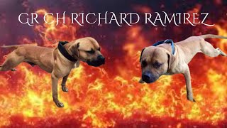 Gr Ch Richard Ramirez apbt dogtype dogbreed [upl. by Jadwiga]